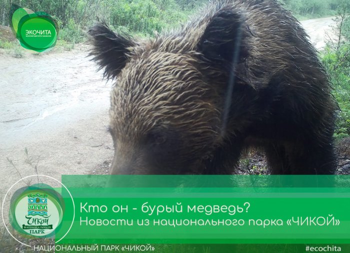 Кто он - бурый медведь? Новости из национального парка «Чикой»