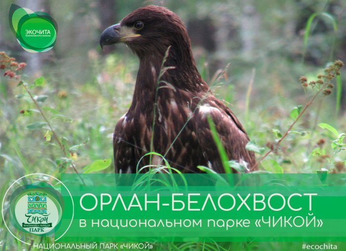 Орлан-белохвост в национальном парке «ЧИКОЙ»