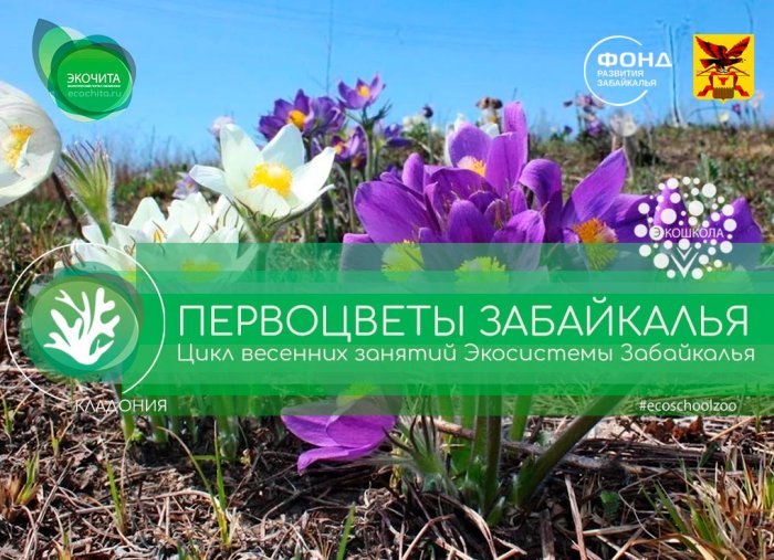 Первоцветы Забайкалья - из цикла «Экосистемы Забайкалья» проекта «Кладония»