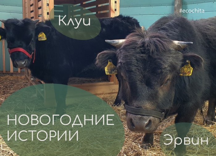 Новогодние истории Эквина и Клуи