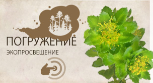 Родиола розовая (золотой корень) (Rhodiola rosea)