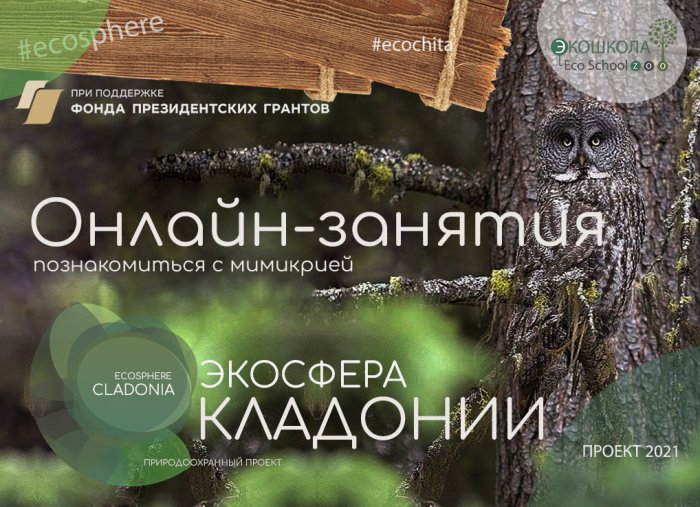 Онлайн занятия - познакомиться с мимикрией