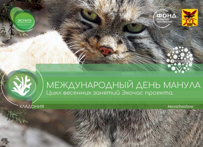 Экочас проекта «Кладония» - Международный день манула